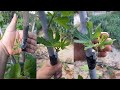 تطعيم شجرة التين بسهولة كيفية تغير شجرة التين من ثمار سيئة إلى ثمار ممتازة Fig Grafting 