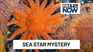 Solving the sea star wasting disease mystery