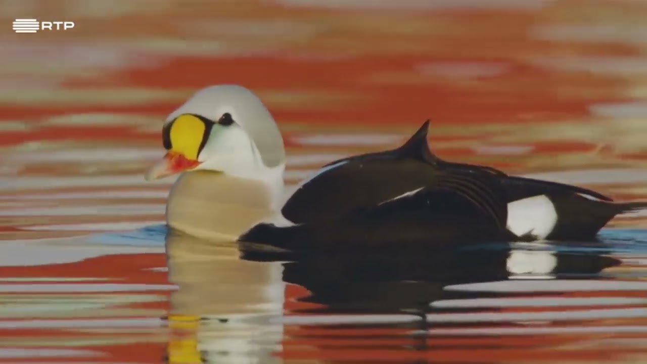 A NATUREZA NA TERRA DO EXTREMO NORTE - Mini doc. - DUB.