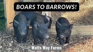 Boars To Barrow's | Piglett Castration Day by Watts Way Farms 2,766 views 2 years ago 12 minutes, 11 seconds