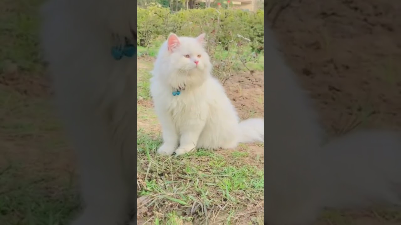 white cat #reel #reels #viral #virals #viralshorts #viralreels #foryou #trending