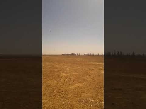 صيد الصقور في الفرقلس