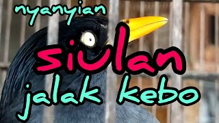 nyanyian burung jalak hasil potong lidah dr kecil