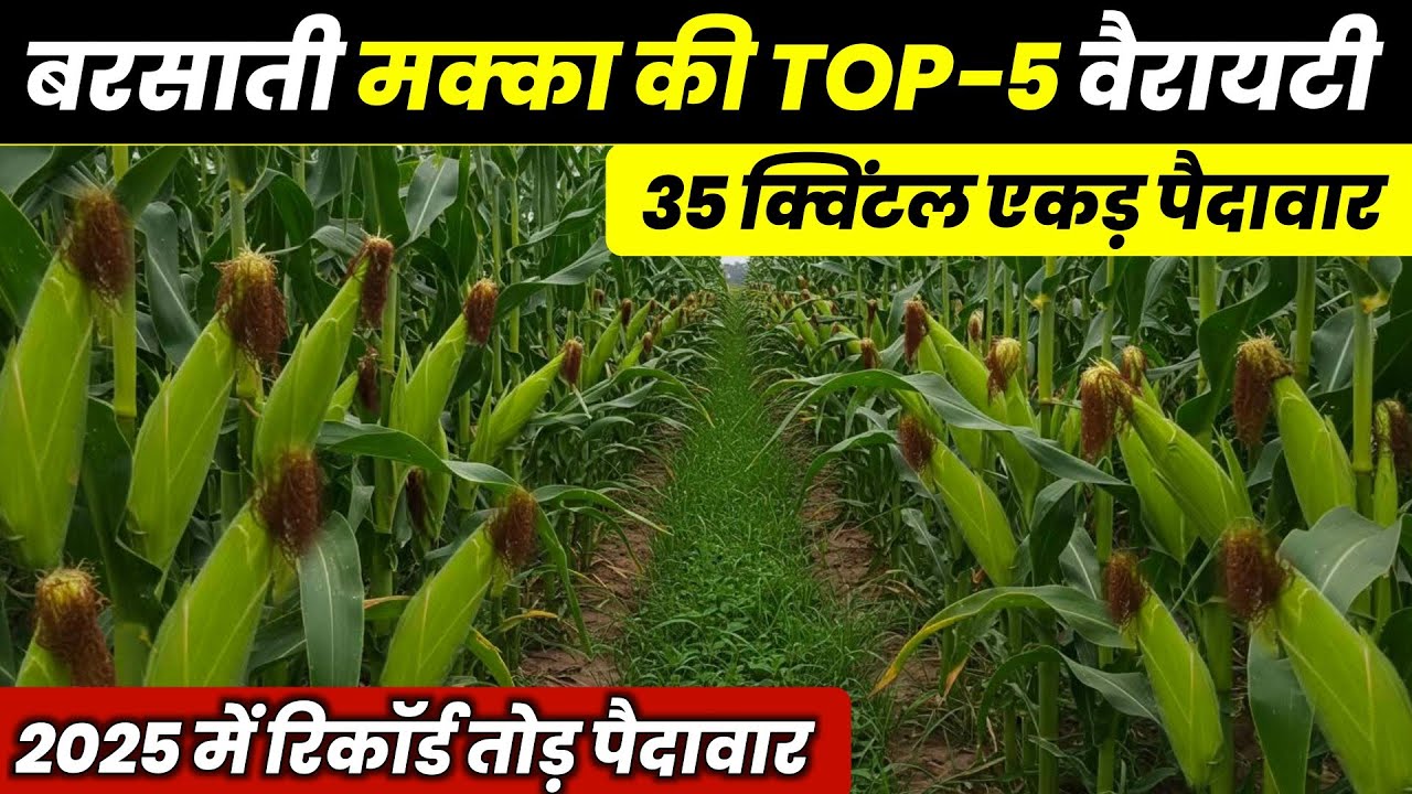 बरसाती मक्का की Top-5 बेस्ट वैरायटी | Barsati Makka ki top variety🌱 ...