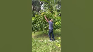 How to prune your mango trees for maximum fruit production!!!