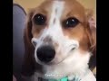 Dog smiling meme  funny meme  true memer