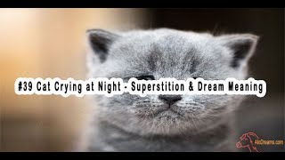 Cat Crying at Night - What Does It Mean ?