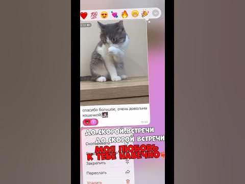 Тгк-сыщик на арене | #кот #кошки #питомцы - YouTube