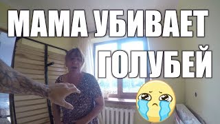 МАМА УБИВАЕТ ГОЛУБЕЙ МАМА УБИВАЕТ ГОЛУБЕЙ