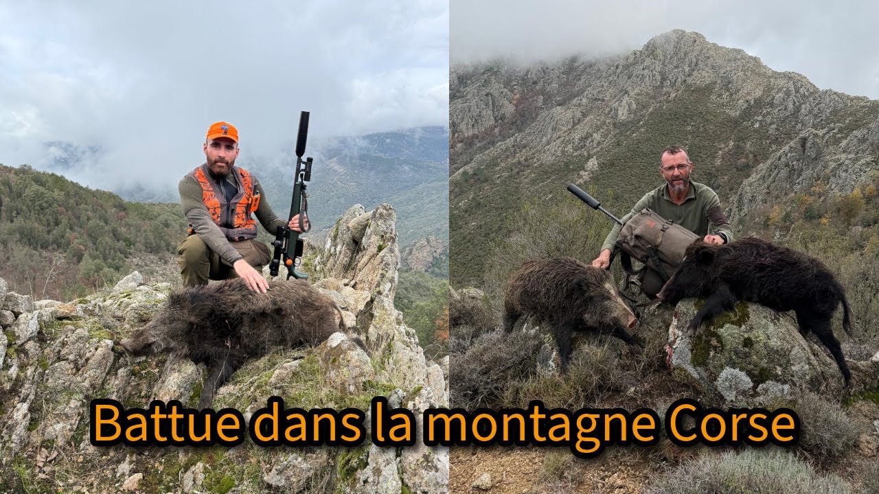 Battue exceptionnelle en Corse 💥 8 sangliers tirés à Bastelica 