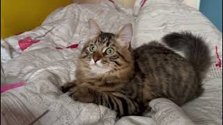 Kira Slapping Like There Is No Tomorrow