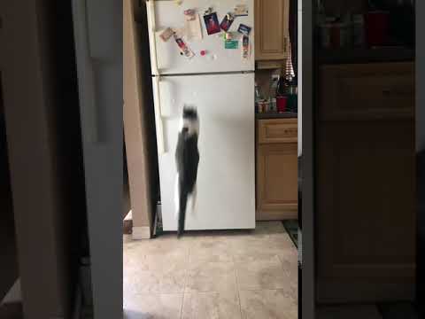 Super Smart Cat Wait For It! camera iphone 8 plus apk