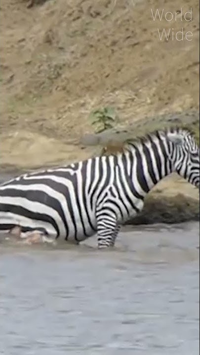 Crocodile attacks Zebra, the metal version of National Geographic - YouTube