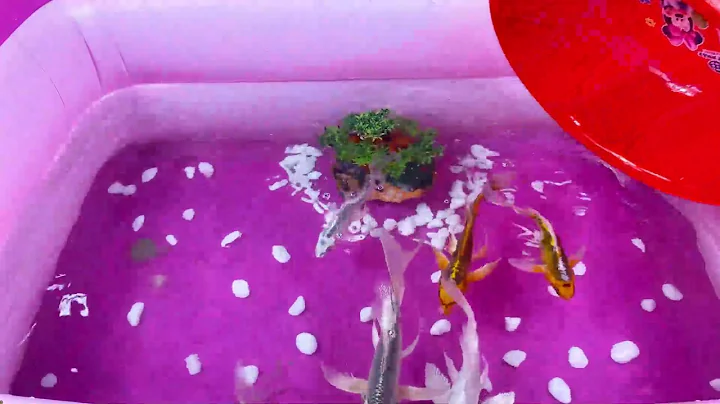 Let's explore what fish and sea creatures there are:sharks,jellyfish#goldfish#animals#viral videos