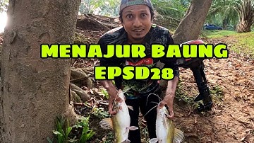 TAJUR PERTAMA DAN AKHIR ADA .. MENAJUR BAUNG EPSD28 #GENGMEMERANSUNGAI