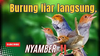 Suara Pikat PRENJAK KEPALA MERAH Ampuh Langsung Nyamber.