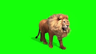 green screen singa berjalan - layar hijau singa berjalan - green screen walking lion