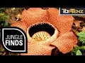 Top 10 STRANGE THINGS Found in the JUNGLE