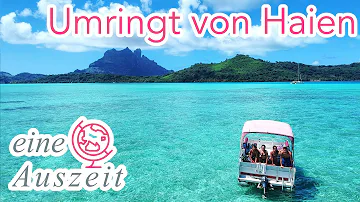 Welche Haie gibt es auf Bora Bora?