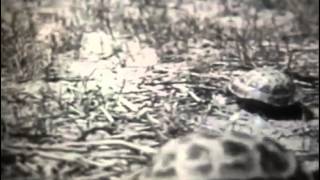 Пресмыкающиеся. Черепахи Пресмыкающиеся. Черепахи