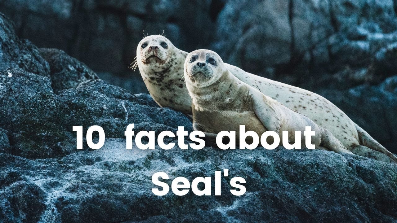 9 Fascinating Facts About Seals