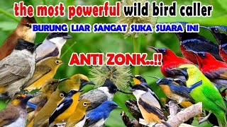 the most powerful wild bird caller | Suara pikat burung kecil paling ampuh @AnakDesaKicau