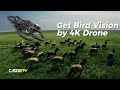 Get Bird Vision by 4K Drone