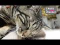 お尻ポンポンはたまらんのです【保護猫】