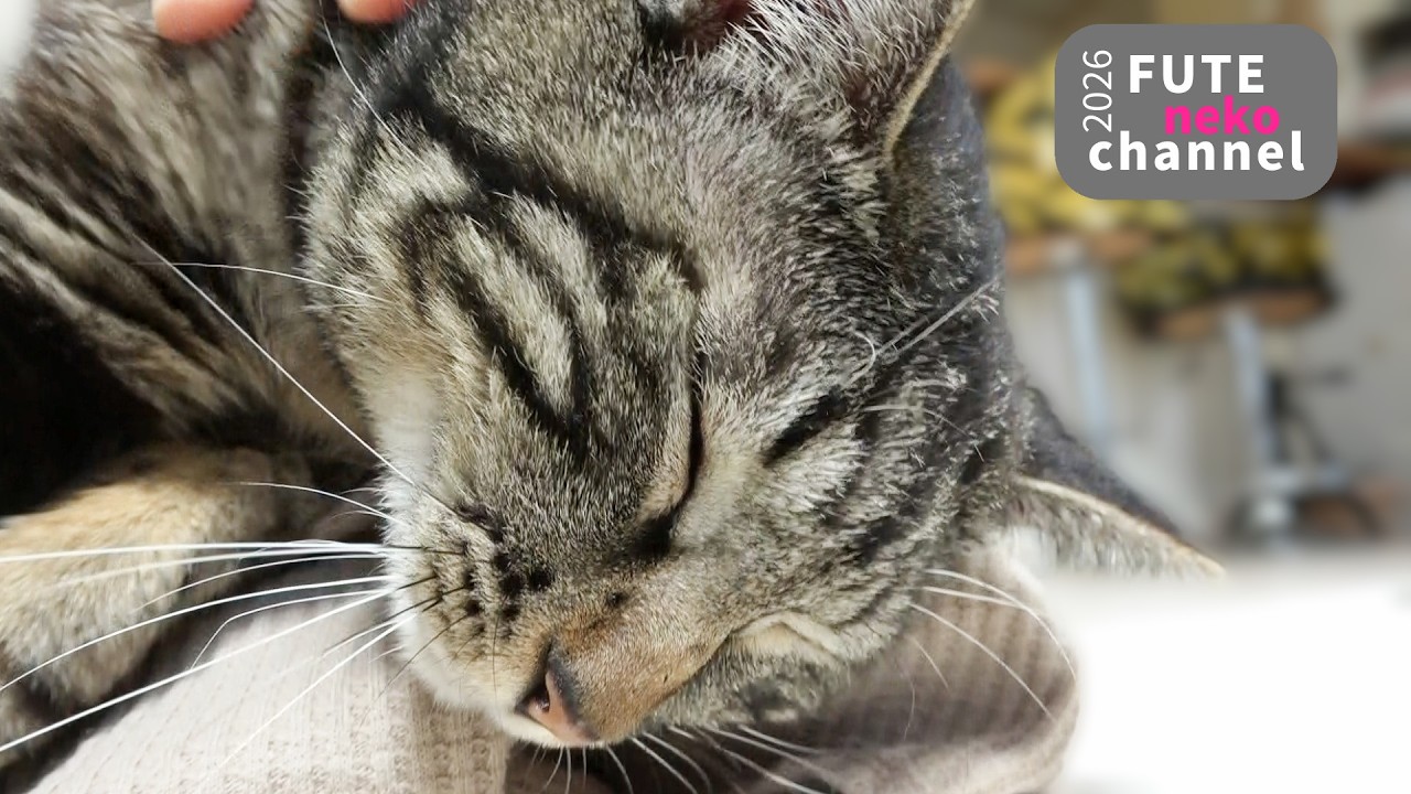 お尻ポンポンはたまらんのです【保護猫】