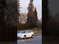 Deer in town