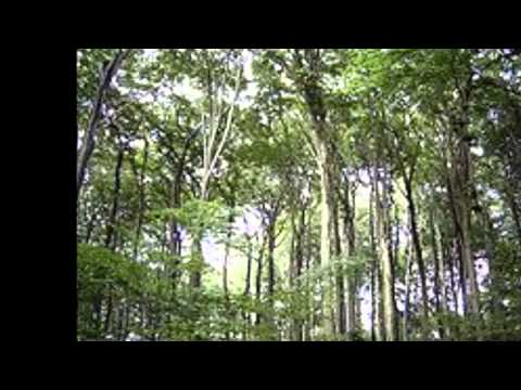 Wideo: Dlaczego lasy liściaste są ważne?