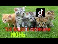 ТОП Смешных видео с КОШКАМИ из Tik-Tok за ИЮНЬ 2020 | Лучшие приколы из Тик-Ток с котами!