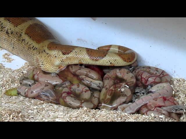 Resultado de imagen para reptiles viviparos