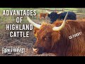 The Advantages of Raising Highland Cattle | Maryland Farm & Harvest