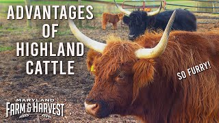 The Advantages of Raising Highland Cattle | Maryland Farm & Harvest