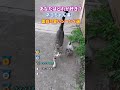 ネコちゃん達の面白可愛いシーン５選 #動物 #2ch動物スレ #shorts