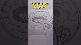 Dimag ka chitra l Human Brain Diagram l #drawing #class10 #studywithme #biology #boardexam