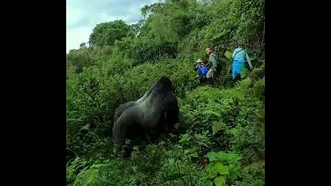 НЕОЖИДАННАЯ ВСТРЕЧА ТУРИСТОВ С ГОРИЛЛАМИ!