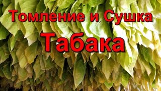 Сушка  - Томление И Выжелчивание Табака .