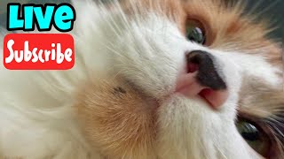 Kitty Time - Live Stream