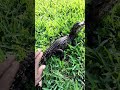 Dwarf Caiman outside.#reptiles #alligator