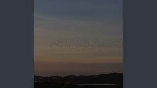 murmuration