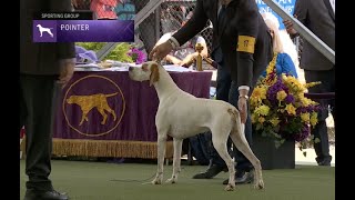 Pointers | Breed Judging 2023