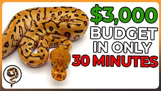 Building a $3k Ball Python Budget but I only have 30 Minutes!