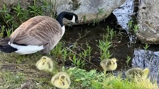 Find the Laziest Duckling of the family by Rescued Angel 336 views 10 months ago 1 minute, 39 seconds