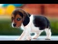 top 10 cutest animals on the planet