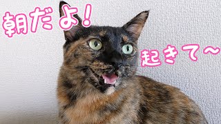 朝になると鳴いてママを起こしてくれるサビ猫モモちゃん