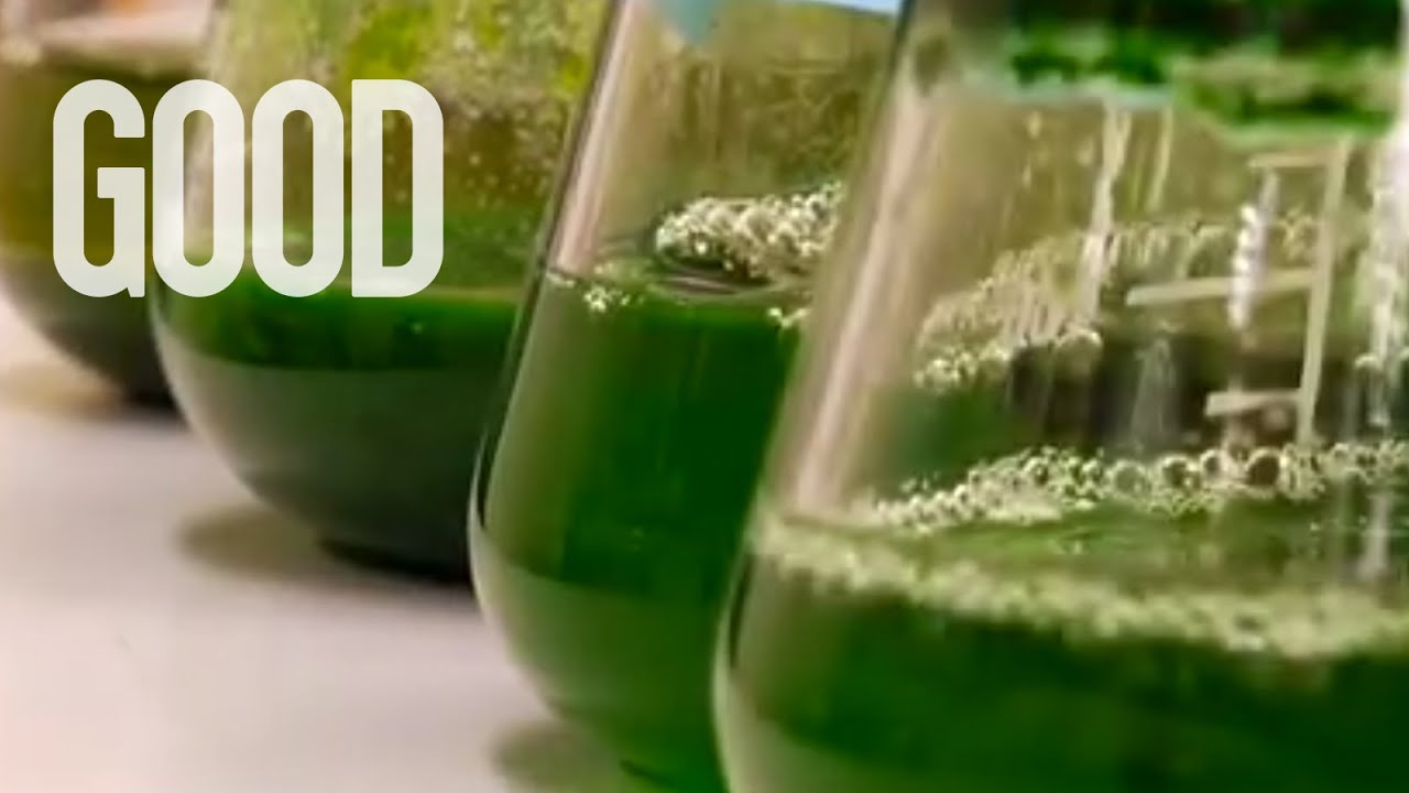 Using Algae To Replace Oil? | GOOD - YouTube