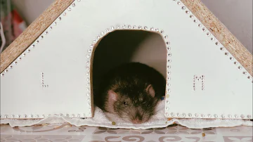 Выгул и лакомства для крыс 🐀