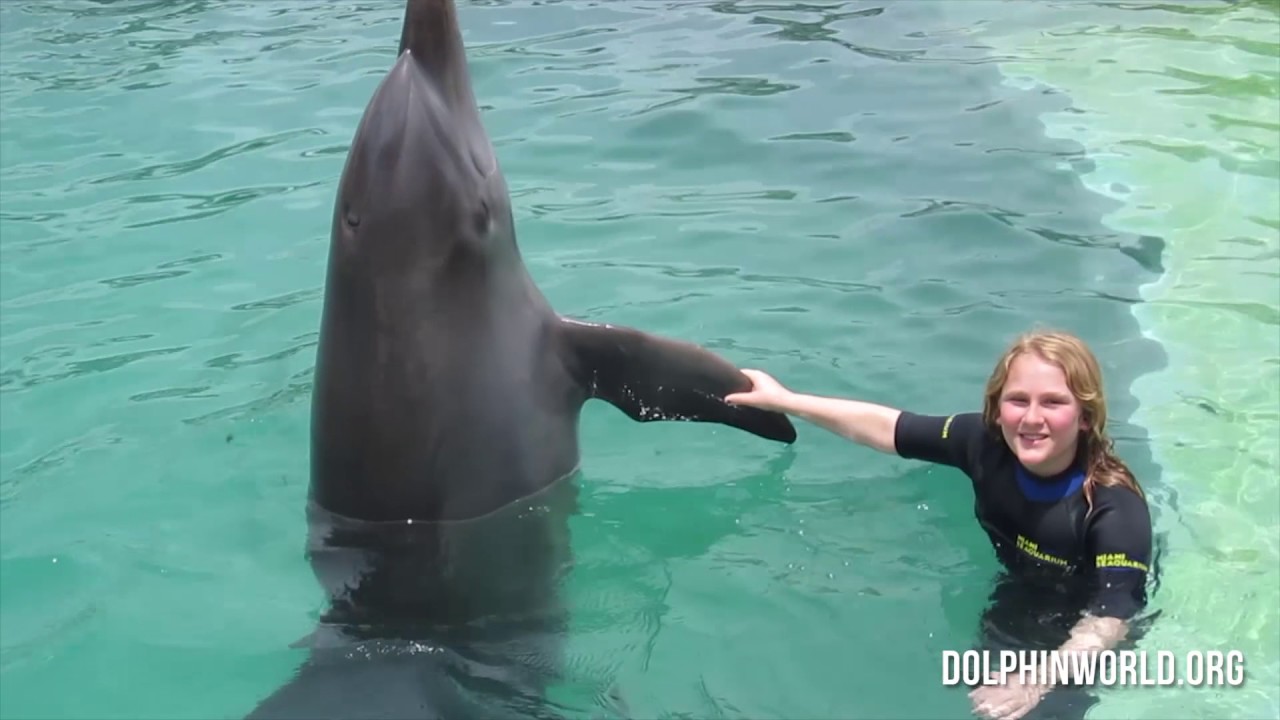 Bonita Springs Swim with Dolphin Tour YouTube